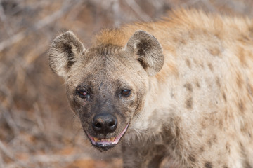 Hyena in the wilderness of Africa