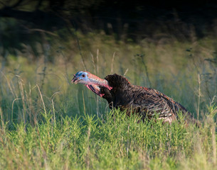Male Turkeys in the Wichita Mountains