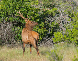 A Bull Elk in the Wichita Mountains