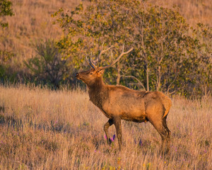 A Bull Elk in the Wichita Mountains