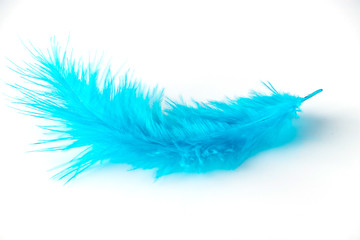 Blue feather on a white background close-up.