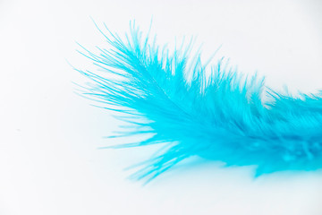 Fototapeta na wymiar Blue feather on a white background close-up.