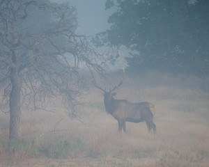 A Bull Elk in the fog