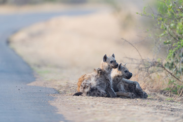 Hyena puppy, Hyena pup, baby hyena in the wilderness of Africa