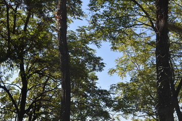 trees and sky
