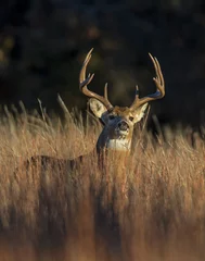 Fototapeten A White-tailed Deer Buck in the Wichita Mountains © David McGowen