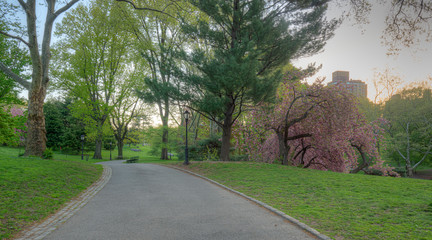 Central Park in spring