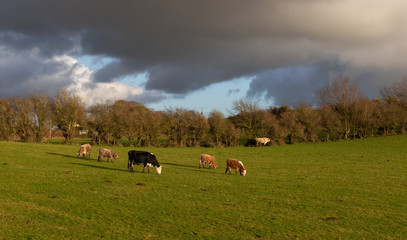 Nice landscape with cows of different colors grazing in a large meadow on a sunny day. Irish rural...