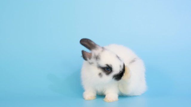 Adorable little white bunny rabbit scratch its ear then clean foot on blue screen background.