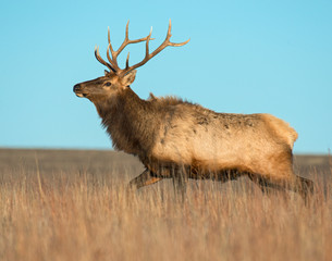 A Bull Elk in the Wichita Mountains