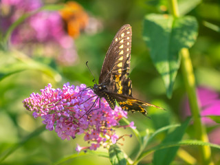 Black swallowtail butterfly in summer