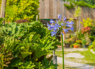 Fototapeta na wymiar flower agapant blue agapanthus praecox outdoors