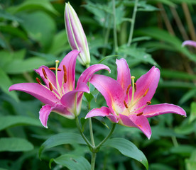 Daylily in garden in summer