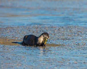 Fototapeta premium River Otter eating a fish