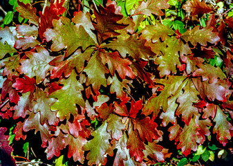 Autumn leaves in forest