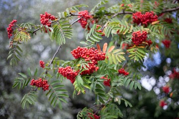 Juicy rowan berries in late autumn. Beautiful clusters of berries on a tree. Mountain ash tree. Natural background of bright colors. Favorite bird berry in winter. Background to illustrate the season.