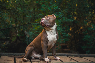 perro pitbull
