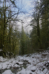 ハイキング, ノースバンクーバー, 雪