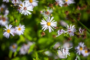 Beautiful violet color. Natural background. The beauty of plants.