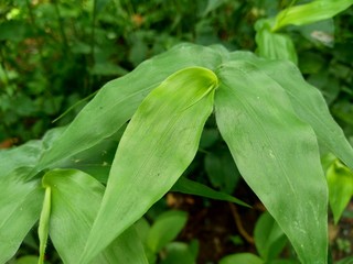 Green weeds grass on the nature background