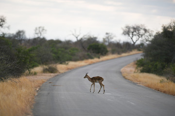 Impala deer in the wilderness of Africa