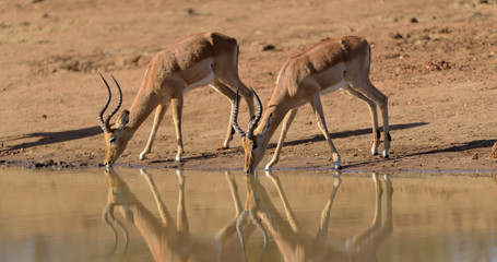 Impala drinking water by the lake in the wilderness of Africa