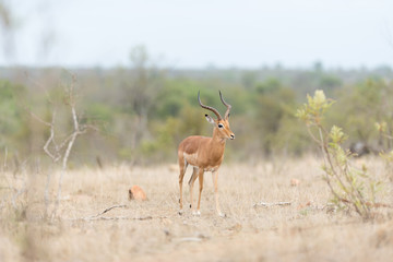 Impala deer in the wilderness of Africa