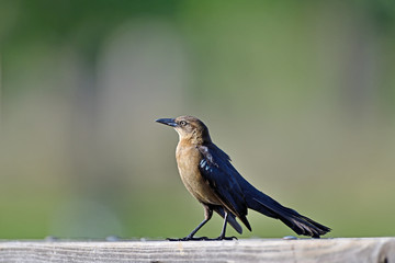 Common Grackle