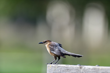 Common Grackle
