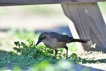 Common Grackle