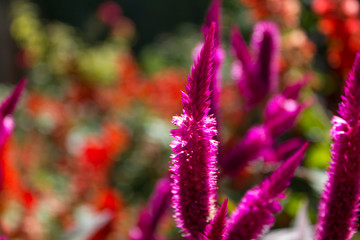 purple flower of the gardens of the alhambra