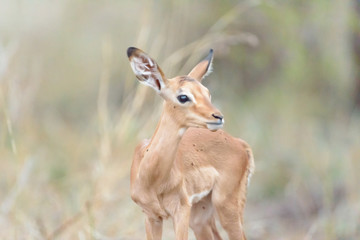 Impala baby, impala calf in the wilderness with impala mom gazelle antelope
