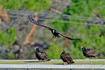 Flock of Turkey Vulture