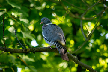 grzywacz na gałęzi 