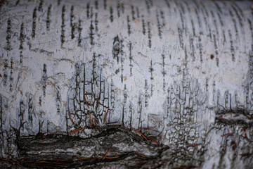 The texture of the birch bark. A tree with white bark in the forest. Beautiful natural background. Natural texture to create a new design. The nature of the middle climate zone.