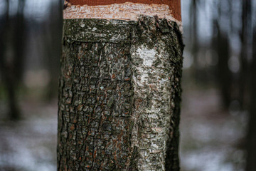 The texture of the birch bark. A tree with white bark in the forest. Beautiful natural background. Natural texture to create a new design. The nature of the middle climate zone.