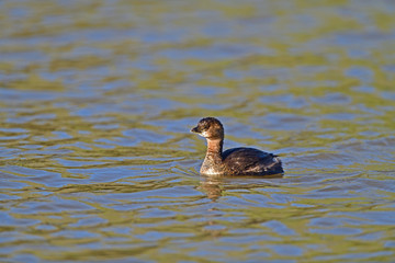 Pied-billed grebe