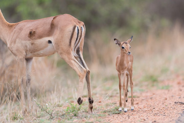 Impala baby, impala calf in the wilderness with impala mom gazelle antelope