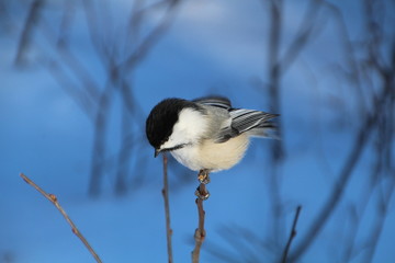 Chickadee On Top Of A Branch, Whitemud Park, Edmonton, Alberta