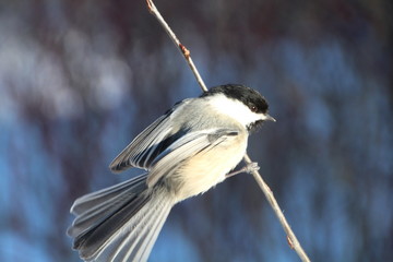 Obraz premium Spreading Feathers, Whitemud Park, Edmonton, Alberta