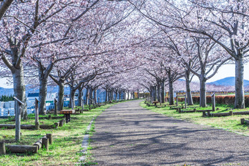麗らかな春の日差しと桜の木