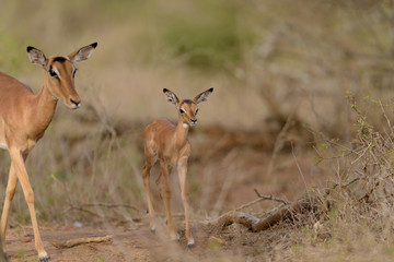Impala baby, impala calf in the wilderness with impala mom gazelle antelope