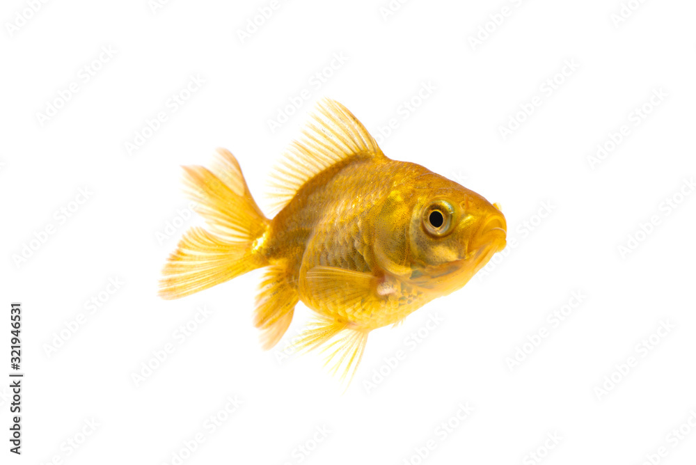 Wall mural Gold fish or goldfish isolated on white background. - Wall murals