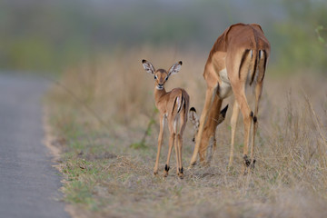 Impala baby, impala calf in the wilderness with impala mom gazelle antelope