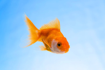 Gold fish or goldfish floating swimming underwater in fresh aquarium tank.