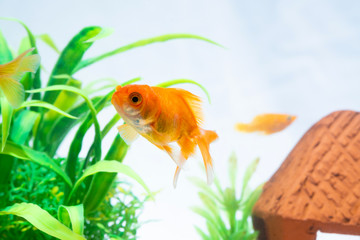 Gold fish or goldfish floating swimming underwater in fresh aquarium tank with green plant.