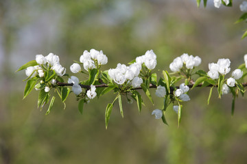 Blossoming branch with white flowers. Selective focus. Copy space