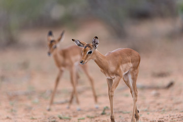 Impala baby, impala calf in the wilderness with impala mom gazelle antelope