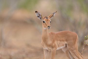 Naklejka na ściany i meble Impala baby, impala calf in the wilderness with impala mom gazelle antelope