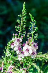 Nettle-Leaf Mullein Verbascum chaxii 